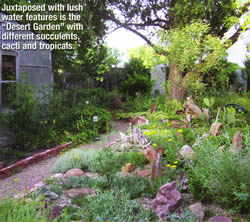 Desert Garden Cacti and tropicals