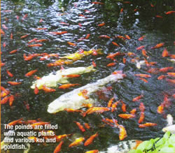 Koi and Goldfish in the pond