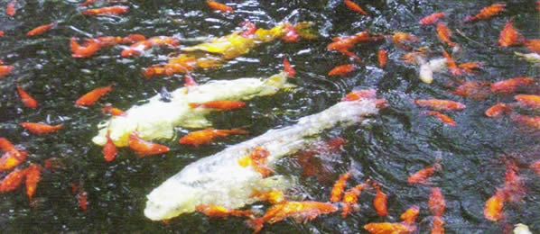 Koi and Goldfish