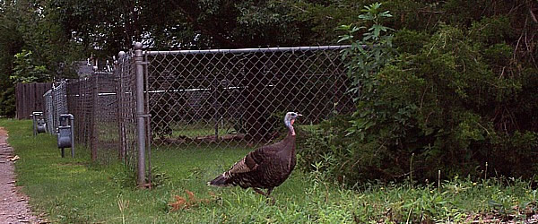 Oklahoma Turkey